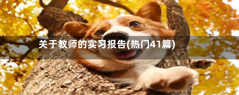 关于教师的实习报告(热门41篇)