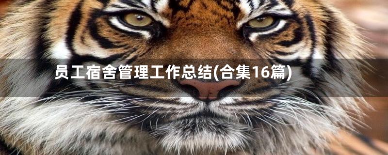 员工宿舍管理工作总结(合集16篇)