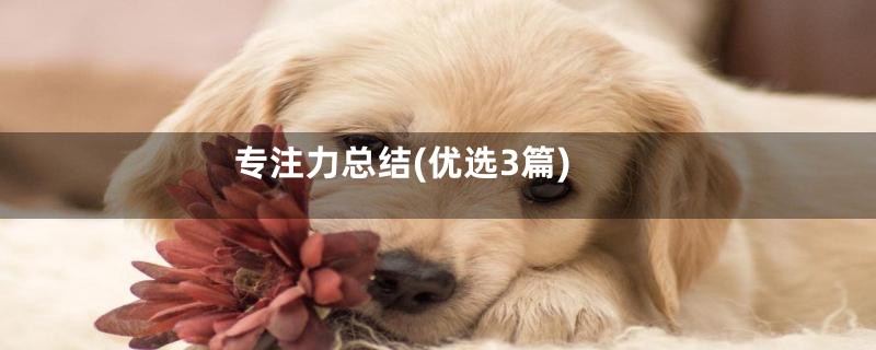 专注力总结(优选3篇)